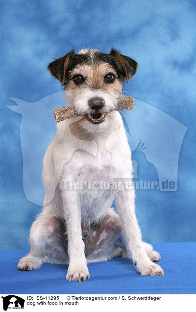 Hund mit Leckerli / dog with food in mouth / SS-11295