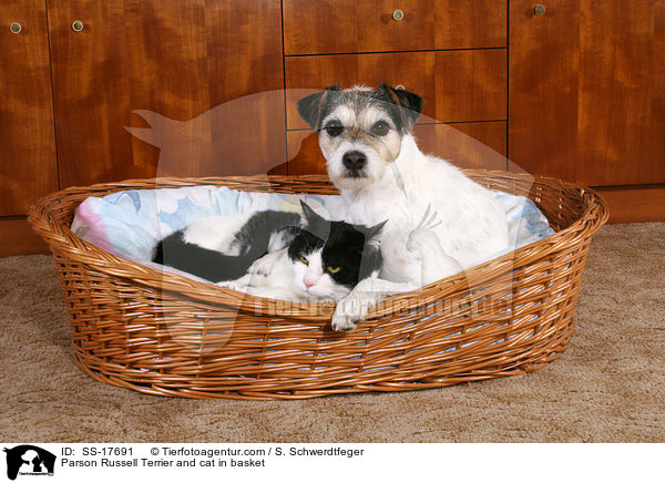 Parson Russell Terrier and cat in basket / SS-17691