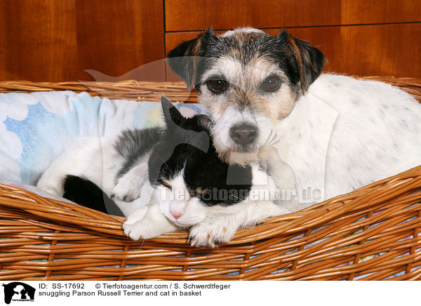 snuggling Parson Russell Terrier and cat in basket / SS-17692