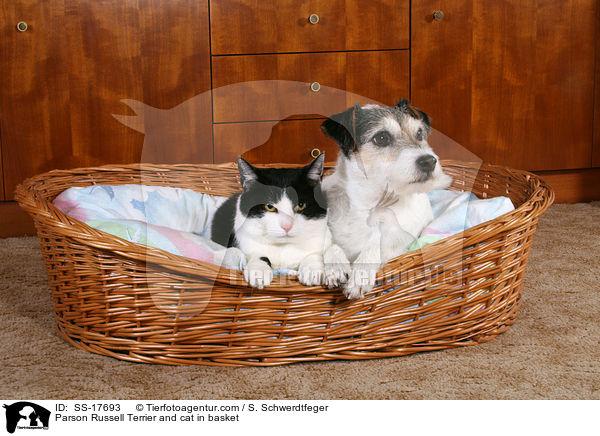 Parson Russell Terrier and cat in basket / SS-17693