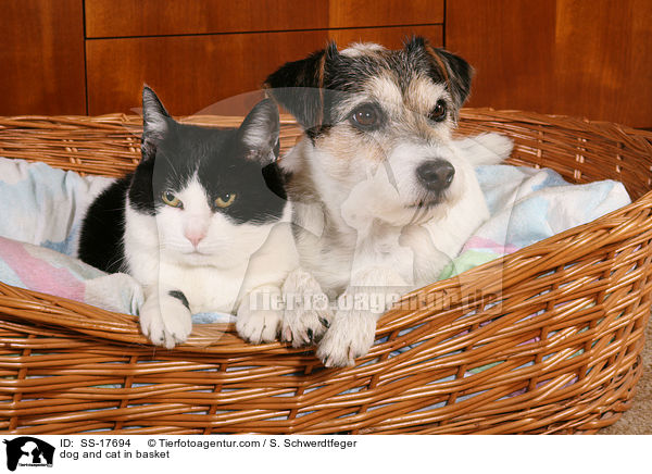 dog and cat in basket / SS-17694