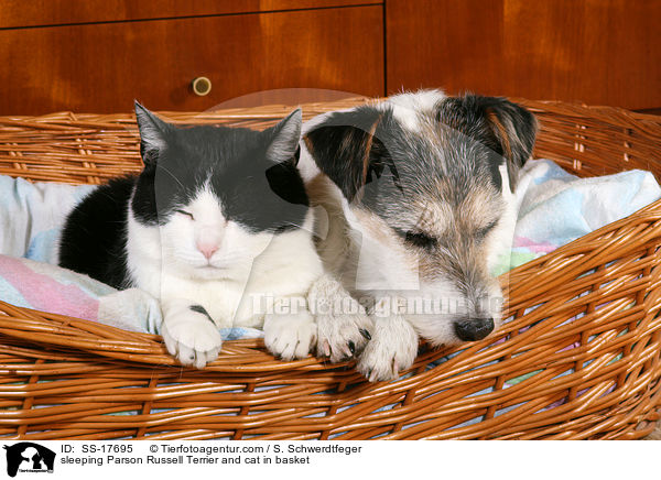 sleeping Parson Russell Terrier and cat in basket / SS-17695