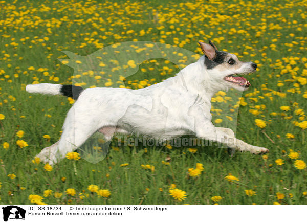 Parson Russell Terrier rennt ber Lwenzahnwiese / Parson Russell Terrier runs in dandelion / SS-18734