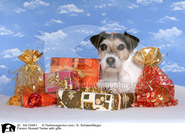 Parson Russell Terrier mit Geschenken / Parson Russell Terrier with gifts / SS-19461