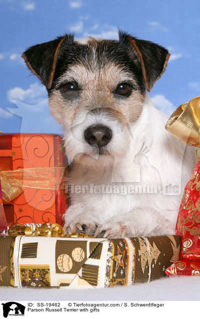 Parson Russell Terrier mit Geschenken / Parson Russell Terrier with gifts / SS-19462