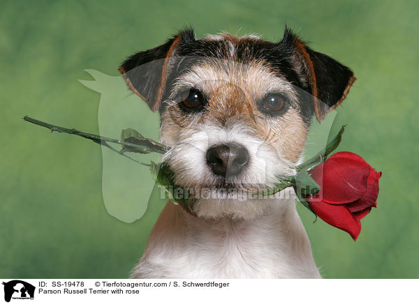 Parson Russell Terrier mit Rose / SS-19478