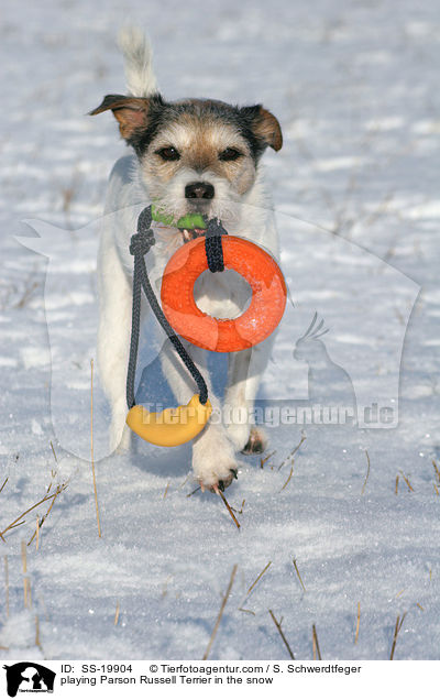 spielender Parson Russell Terrier / playing Parson Russell Terrier / SS-19904