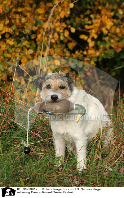 apportierender Parson Russell Terrier Portrait / retrieving Parson Russell Terrier Portrait / SS-19912