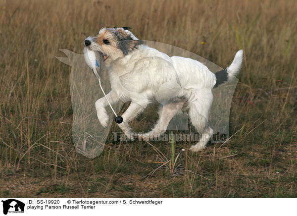 spielender Parson Russell Terrier / playing Parson Russell Terrier / SS-19920