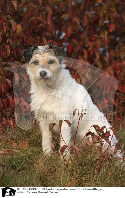 sitzender Parson Russell Terrier / sitting Parson Russell Terrier / SS-19937