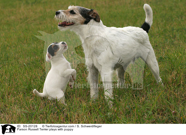 Parson Russell Terrier mit Welpe / Parson Russell Terrier with puppy / SS-20128