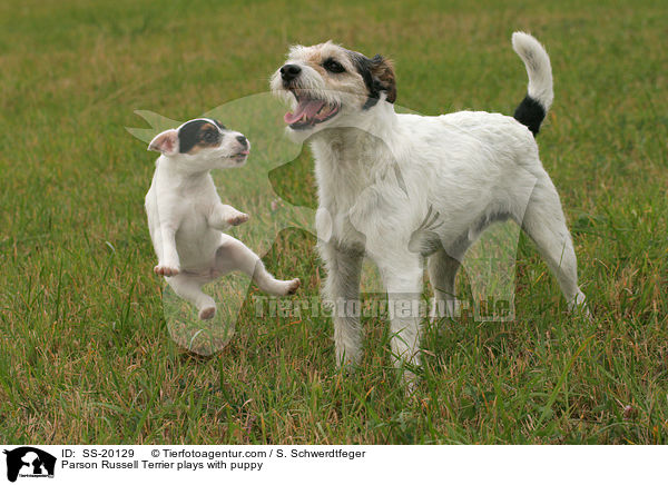 Parson Russell Terrier mit Welpe / Parson Russell Terrier with puppy / SS-20129