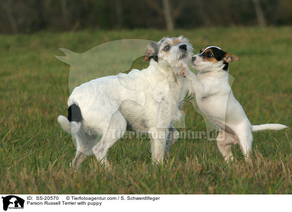 Parson Russell Terrier mit Welpe / Parson Russell Terrier with puppy / SS-20570