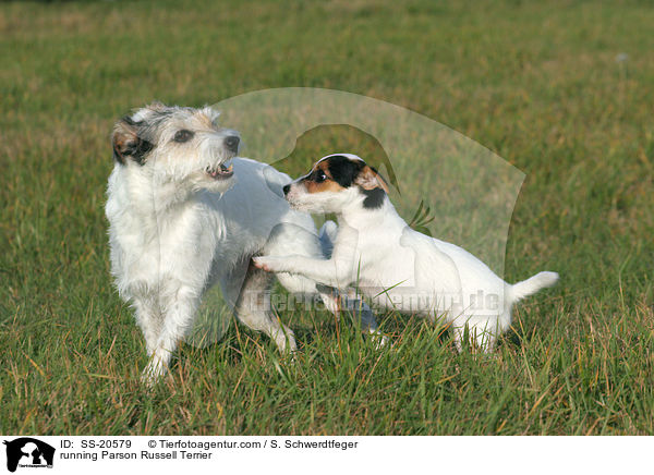 rennende Parson Russell Terrier / running Parson Russell Terrier / SS-20579