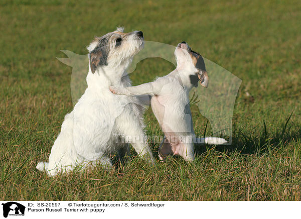 Parson Russell Terrier mit Welpe / Parson Russell Terrier with puppy / SS-20597