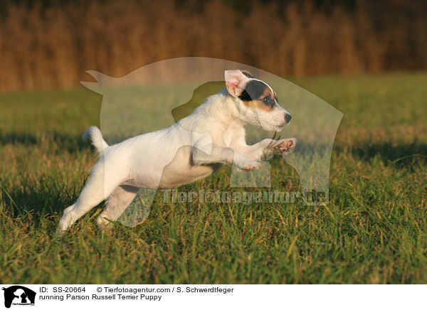running Parson Russell Terrier Puppy / SS-20664