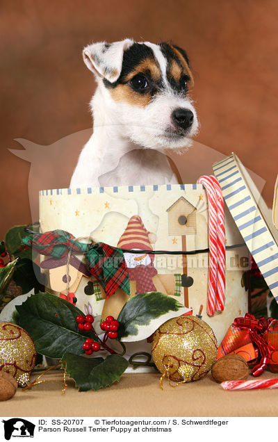 Parson Russell Terrier Welpe zu Weihnachten / Parson Russell Terrier Puppy at christmas / SS-20707