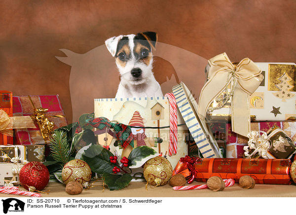 ParParson Russell Terrier Welpe zu Weihnachten / Parson Russell Terrier Puppy at christmas / SS-20710