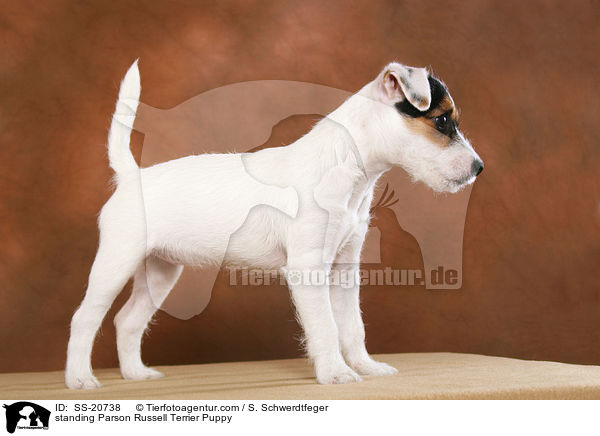 standing Parson Russell Terrier Puppy / SS-20738