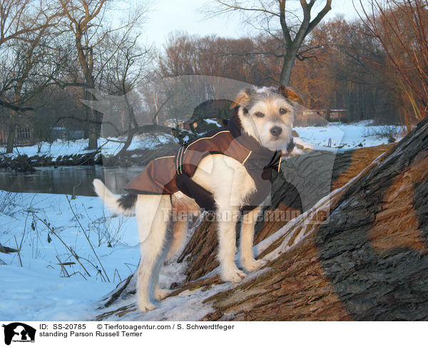 stehender Parson Russell Terrier / standing Parson Russell Terrier / SS-20785