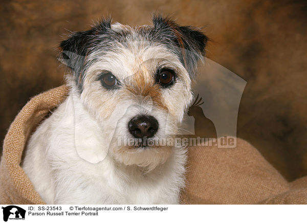 Parson Russell Terrier Portrait / Parson Russell Terrier Portrait / SS-23543