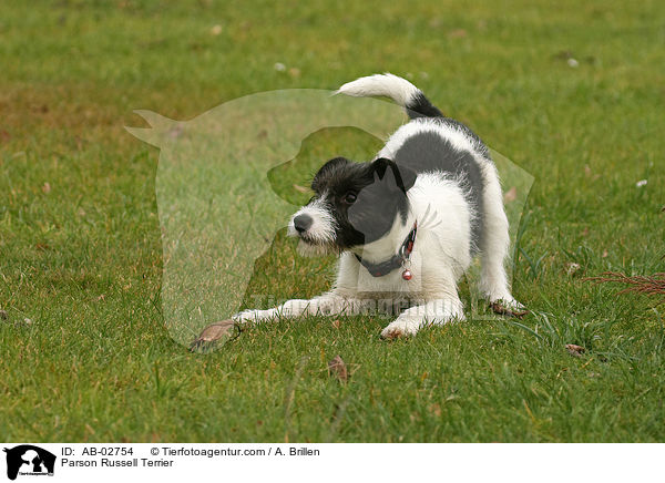 Parson Russell Terrier / Parson Russell Terrier / AB-02754