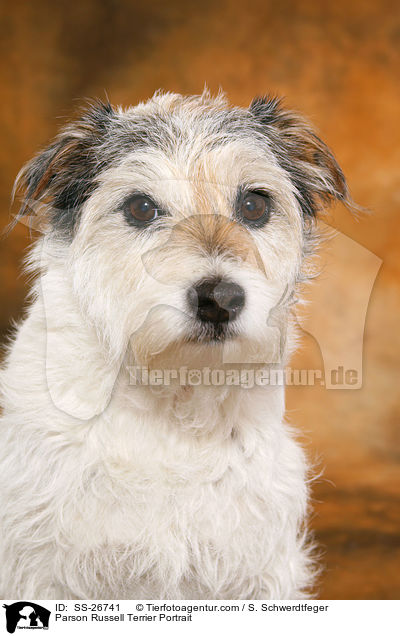 Parson Russell Terrier Portrait / Parson Russell Terrier Portrait / SS-26741