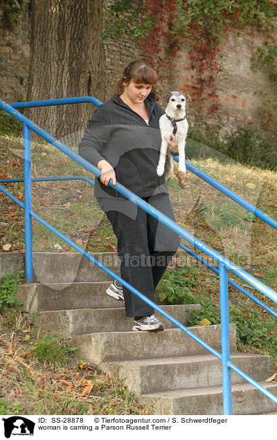 Frau trgt Parson Russell Terrier / woman is carriing a Parson Russell Terrier / SS-28878