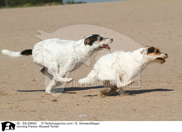 rennende Parson Russell Terrier / running Parson Russell Terrier / SS-29692