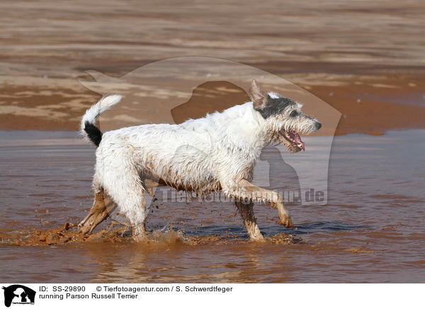 rennender Parson Russell Terrier / running Parson Russell Terrier / SS-29890