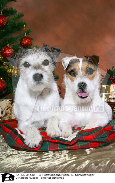 2 Parson Russell Terrier zu Weihnachten / 2 Parson Russell Terrier at christmas / SS-31530