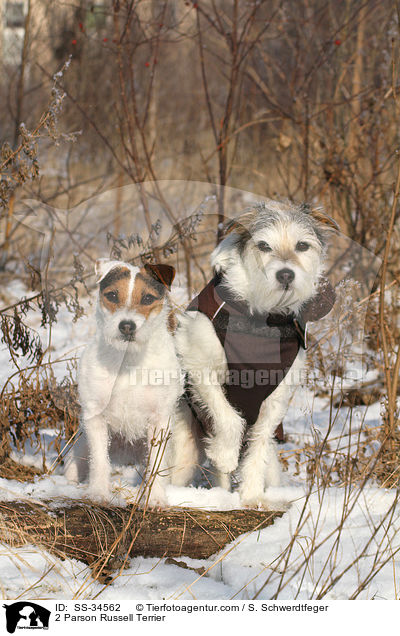 2 Parson Russell Terrier / 2 Parson Russell Terrier / SS-34562