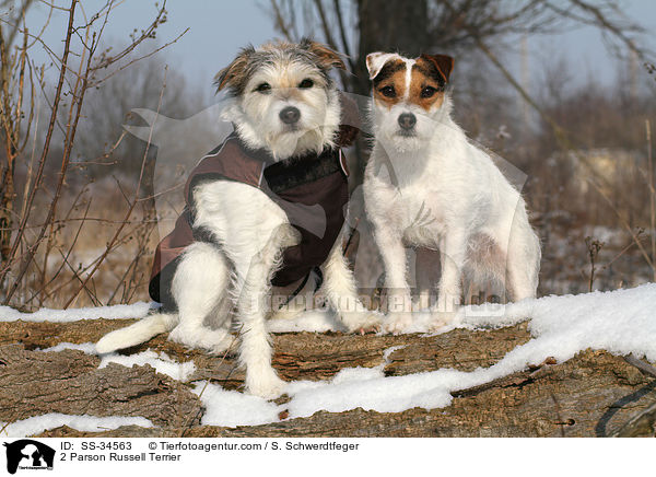 2 Parson Russell Terrier / 2 Parson Russell Terrier / SS-34563