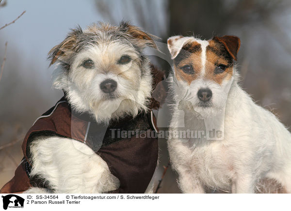 2 Parson Russell Terrier / 2 Parson Russell Terrier / SS-34564