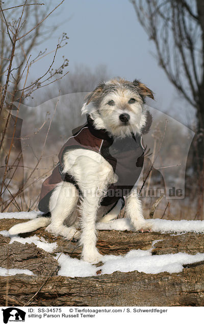 sitzender Parson Russell Terrier / sitting Parson Russell Terrier / SS-34575