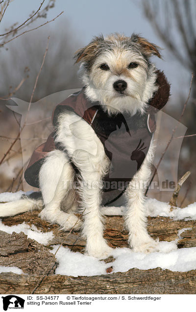 sitzender Parson Russell Terrier / sitting Parson Russell Terrier / SS-34577