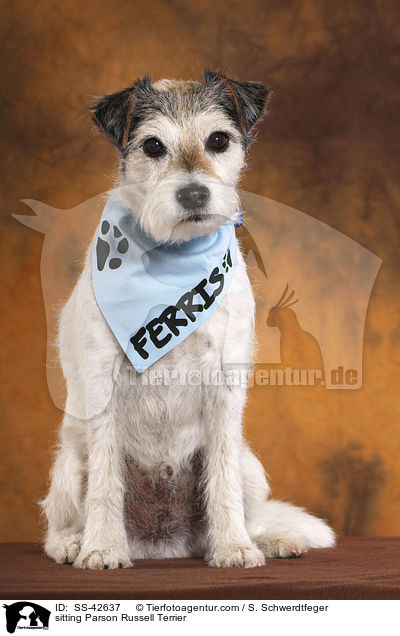 sitzender Parson Russell Terrier / sitting Parson Russell Terrier / SS-42637