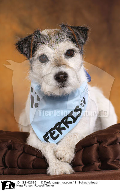 liegender Parson Russell Terrier / lying Parson Russell Terrier / SS-42639