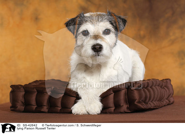liegender Parson Russell Terrier / lying Parson Russell Terrier / SS-42642
