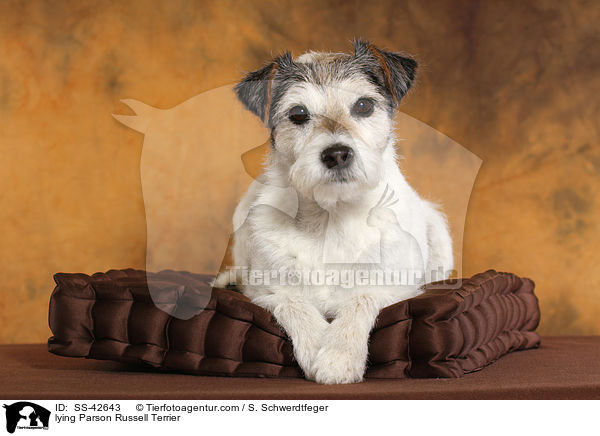 liegender Parson Russell Terrier / lying Parson Russell Terrier / SS-42643