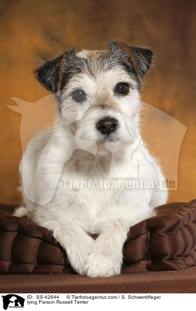 lying Parson Russell Terrier / SS-42644
