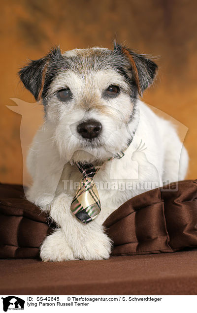 liegender Parson Russell Terrier / lying Parson Russell Terrier / SS-42645