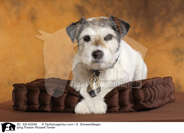 liegender Parson Russell Terrier / lying Parson Russell Terrier / SS-42646