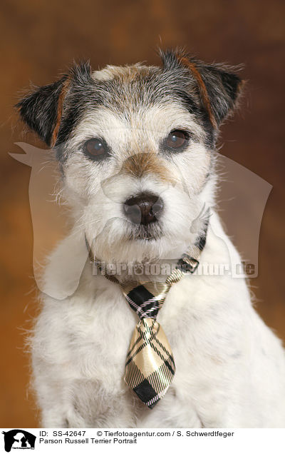 Parson Russell Terrier Portrait / Parson Russell Terrier Portrait / SS-42647