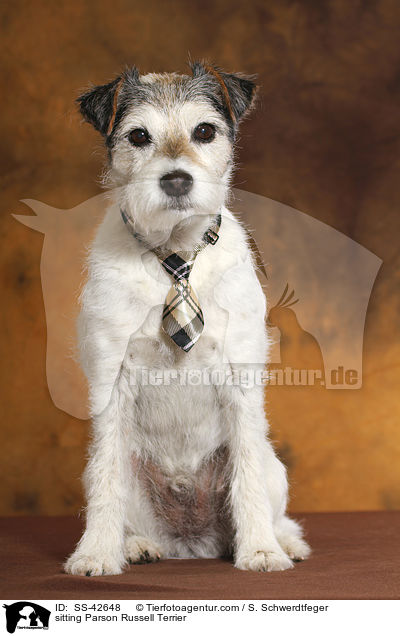 sitzender Parson Russell Terrier / sitting Parson Russell Terrier / SS-42648