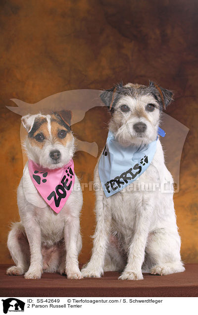 2 Parson Russell Terrier / 2 Parson Russell Terrier / SS-42649