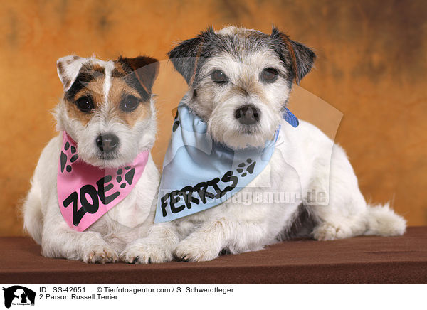 2 Parson Russell Terrier / 2 Parson Russell Terrier / SS-42651