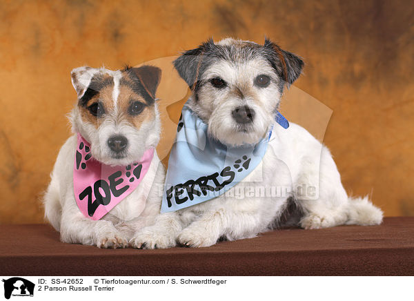 2 Parson Russell Terrier / 2 Parson Russell Terrier / SS-42652