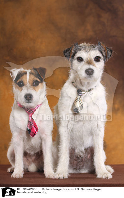 Hndin und Rde / female and male dog / SS-42653
