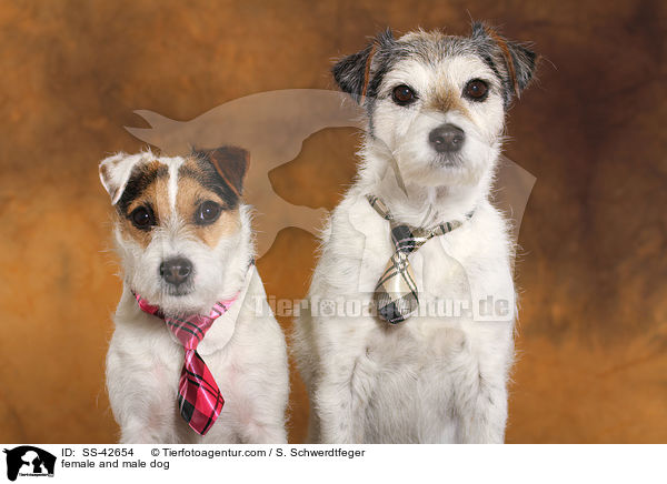 Hndin und Rde / female and male dog / SS-42654